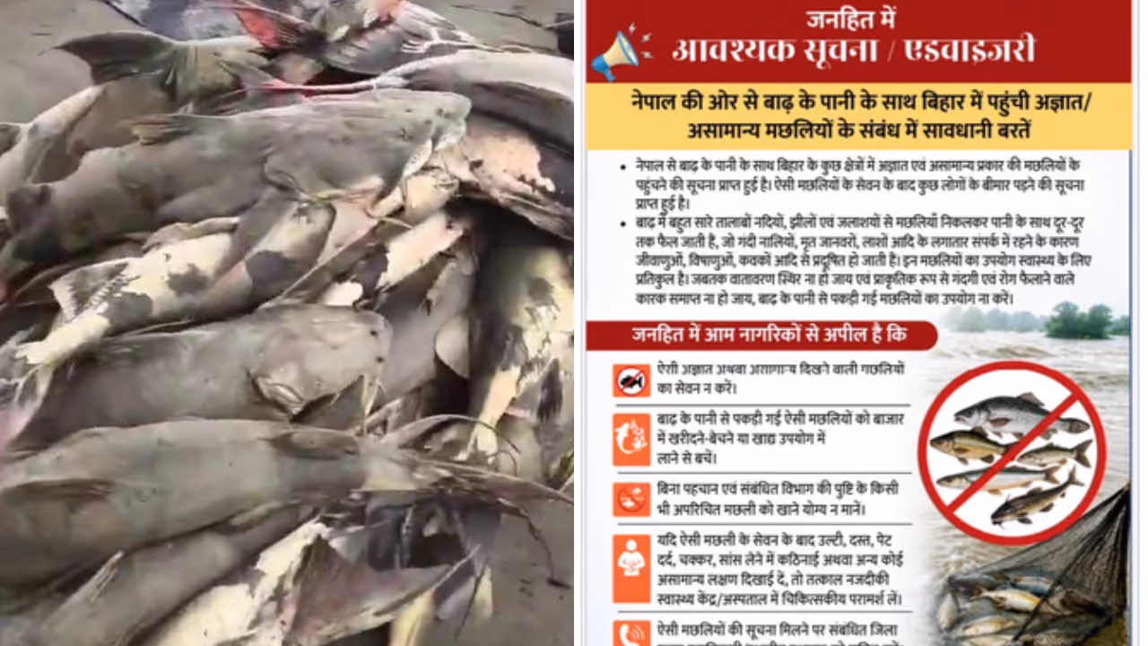 Bihar Issues Health Warning Over Contaminated Fish from Nepal Floods Bihar Issues Health Warning Over Contaminated Fish from Nepal Floods