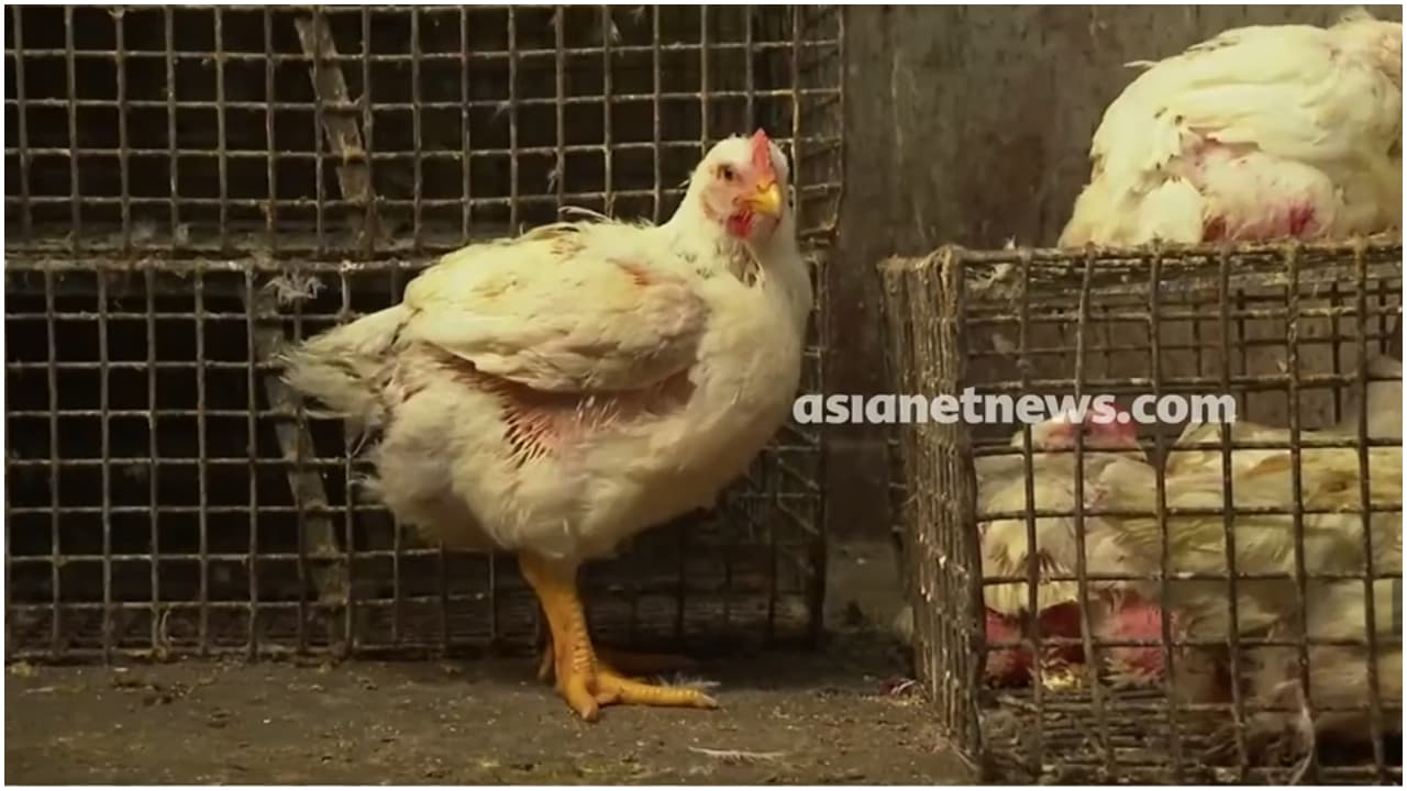 Bengaluru Chicken Shops on Two Day Strike Against Waste Disposal Fee Bengaluru Chicken Shops on Two Day Strike Against Waste Disposal Fee