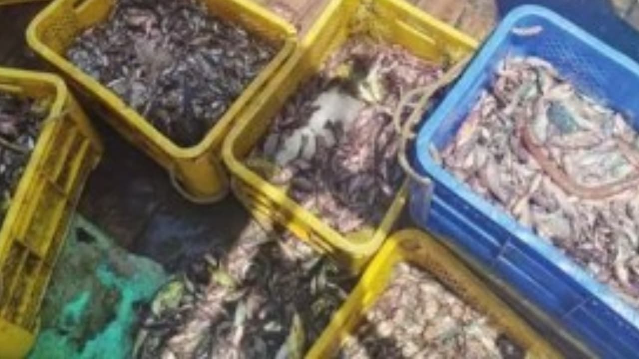 illegal fishing boat carrying undersized fish seized at kozhikode harbour illegal fishing boat carrying undersized fish seized at kozhikode harbour