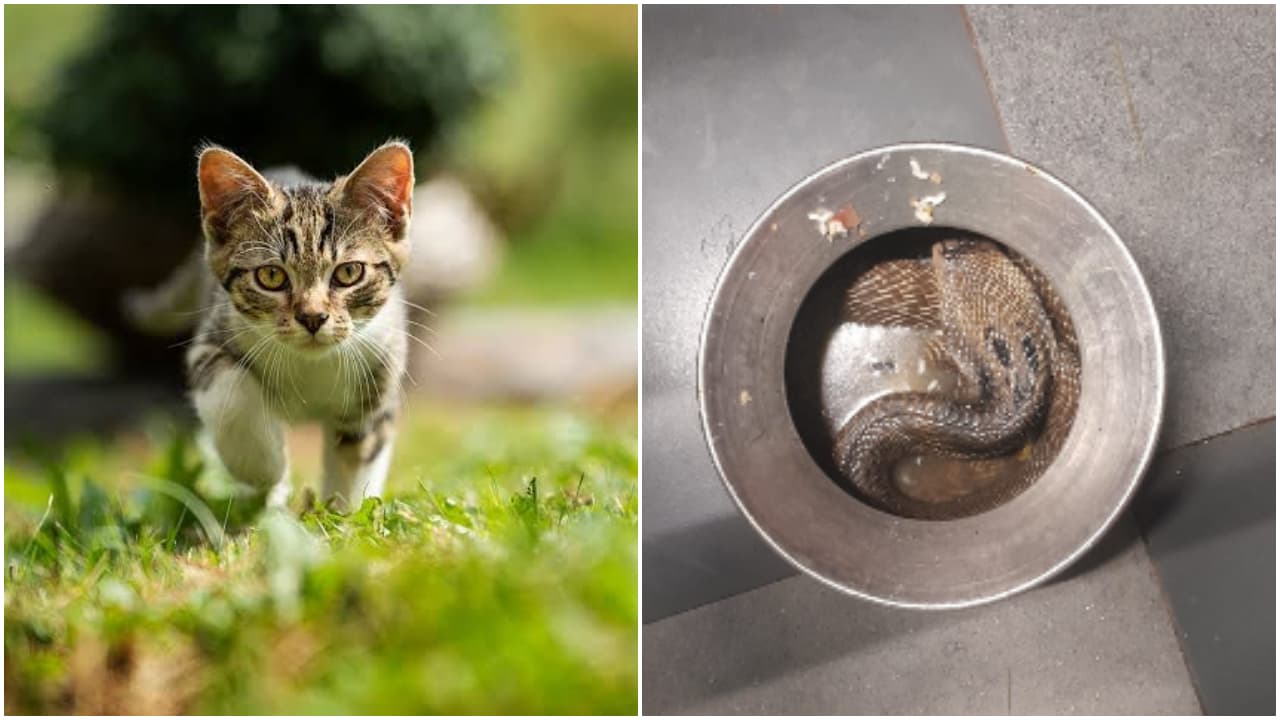 Alert Cat Saves Kannur Family from Cobra Hiding in Kitchen Pot Alert Cat Saves Kannur Family from Cobra Hiding in Kitchen Pot