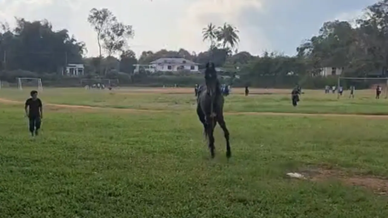 Horse Creates Panic at Kerala School After Running Loose on Playground Horse Creates Panic at Kerala School After Running Loose on Playground