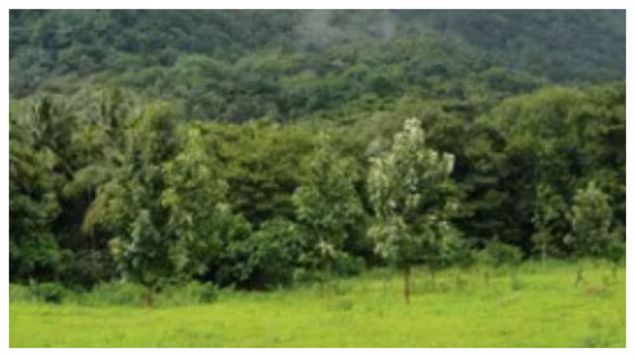 forest forest