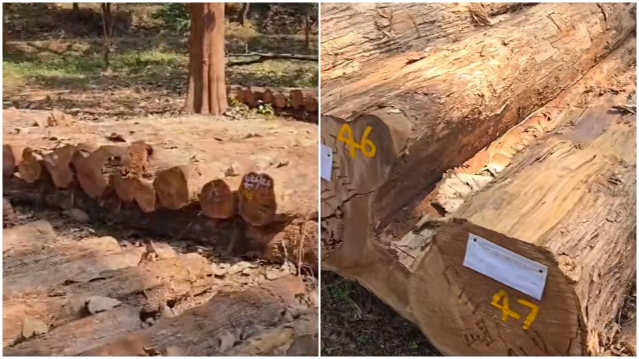forest dept forest dept