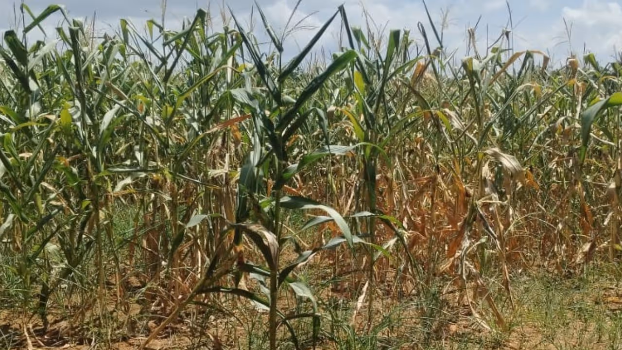 Karnataka farmers worry as crops dry up amid poor monsoon rains Karnataka farmers worry as crops dry up amid poor monsoon rains