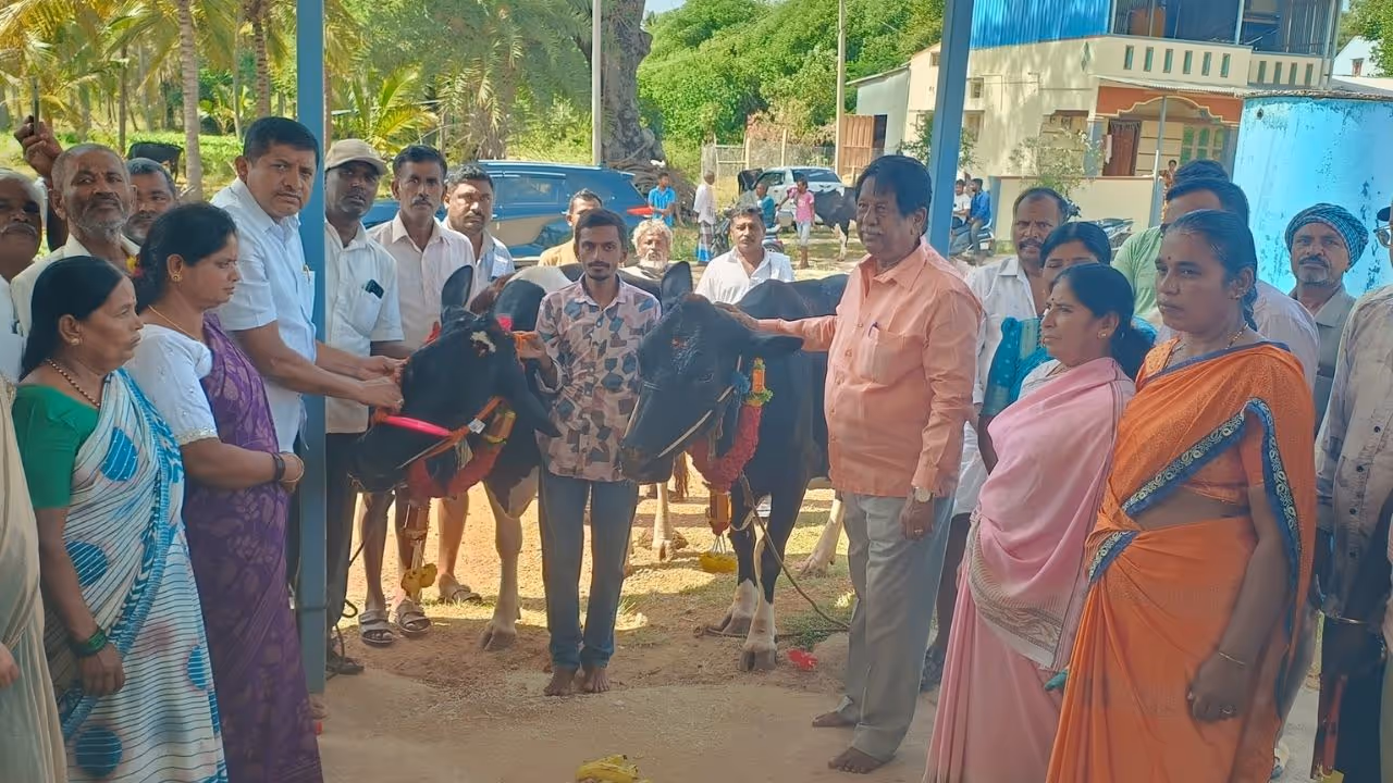 Free insurance cover announced for 25,000 cattle in Turuvekere Free insurance cover announced for 25,000 cattle in Turuvekere