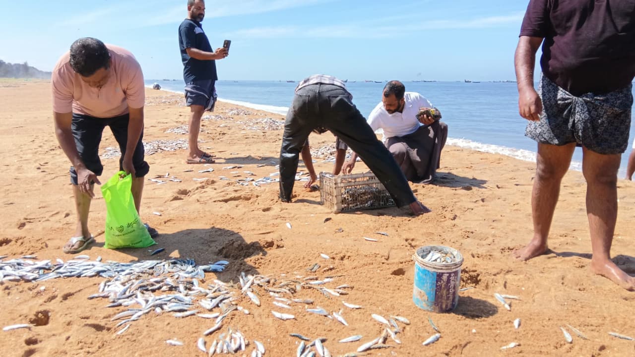 Locals Rush To Grab Sardines Washed Ashore At Beach Locals Rush To Grab Sardines Washed Ashore At Beach
