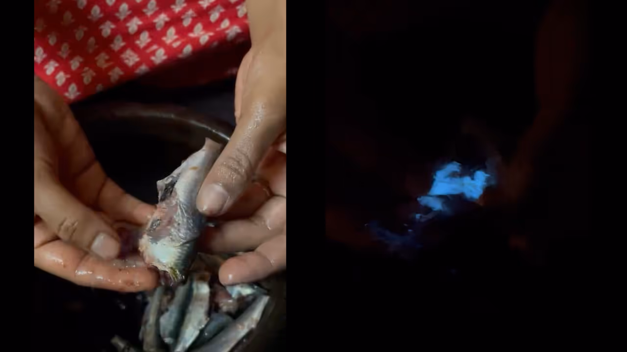 Bioluminescent sardine Bioluminescent sardine