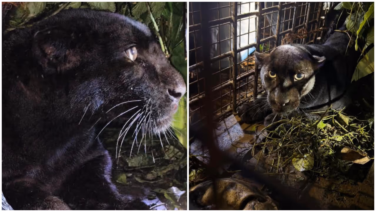 Black Panther in Konni Black Panther in Konni