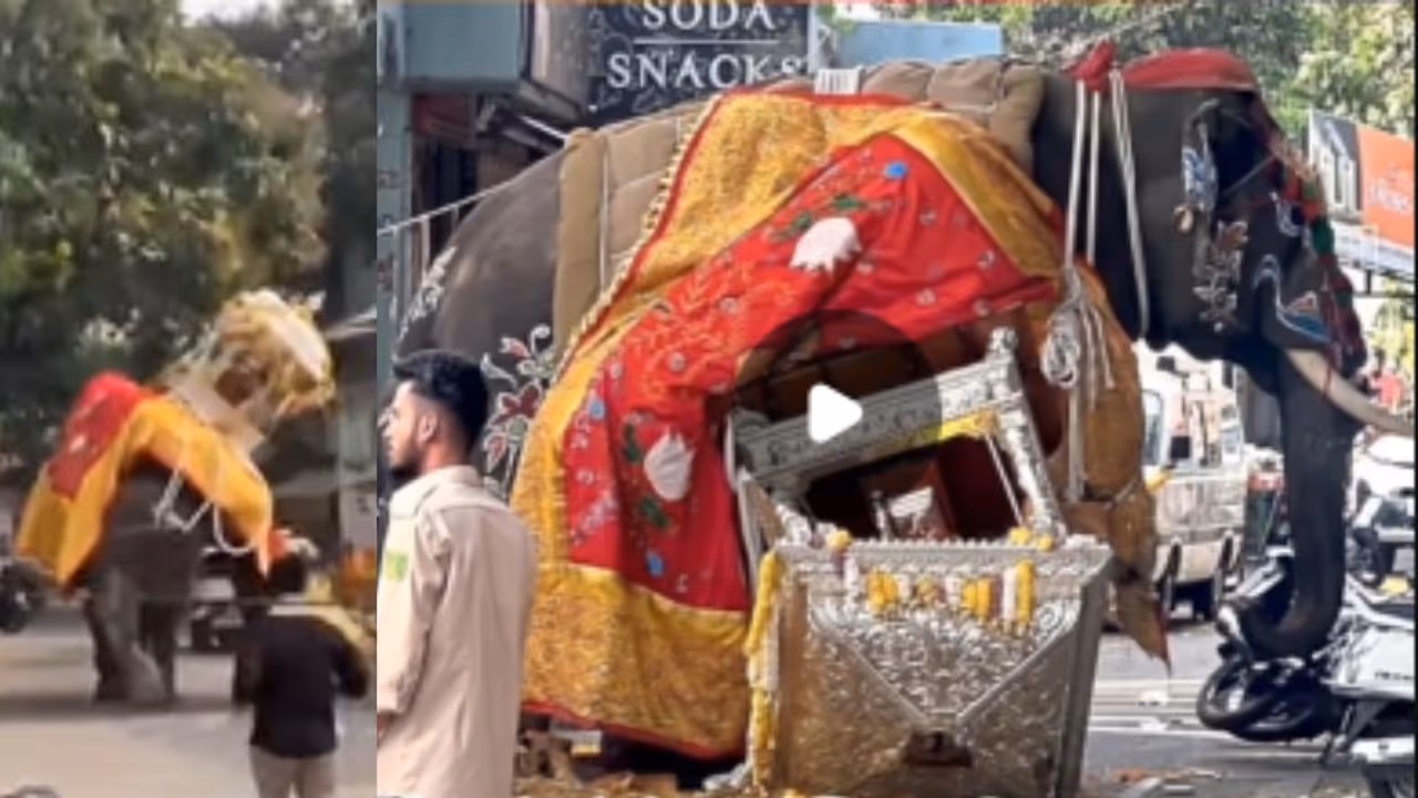 Shivamogga elephant Dasara ambari fall Shivamogga elephant Dasara ambari fall