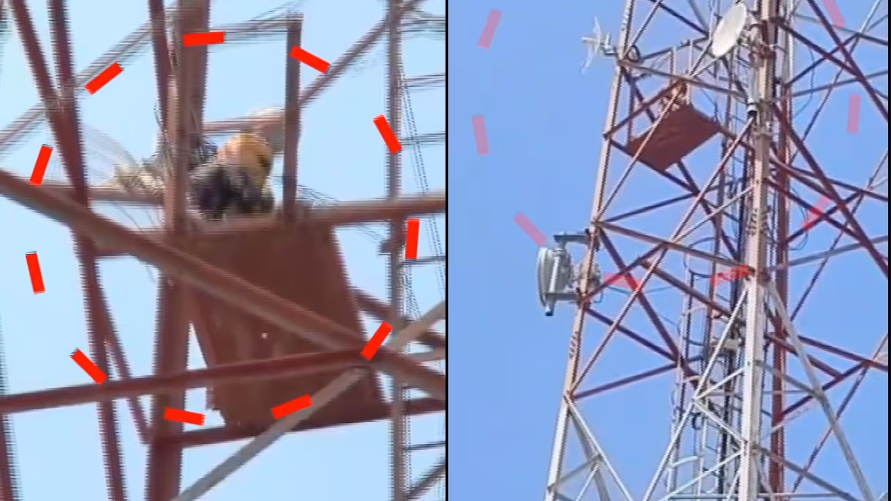 woman climbs mobile tower twice to find missing husband in bengaluru woman climbs mobile tower twice to find missing husband in bengaluru