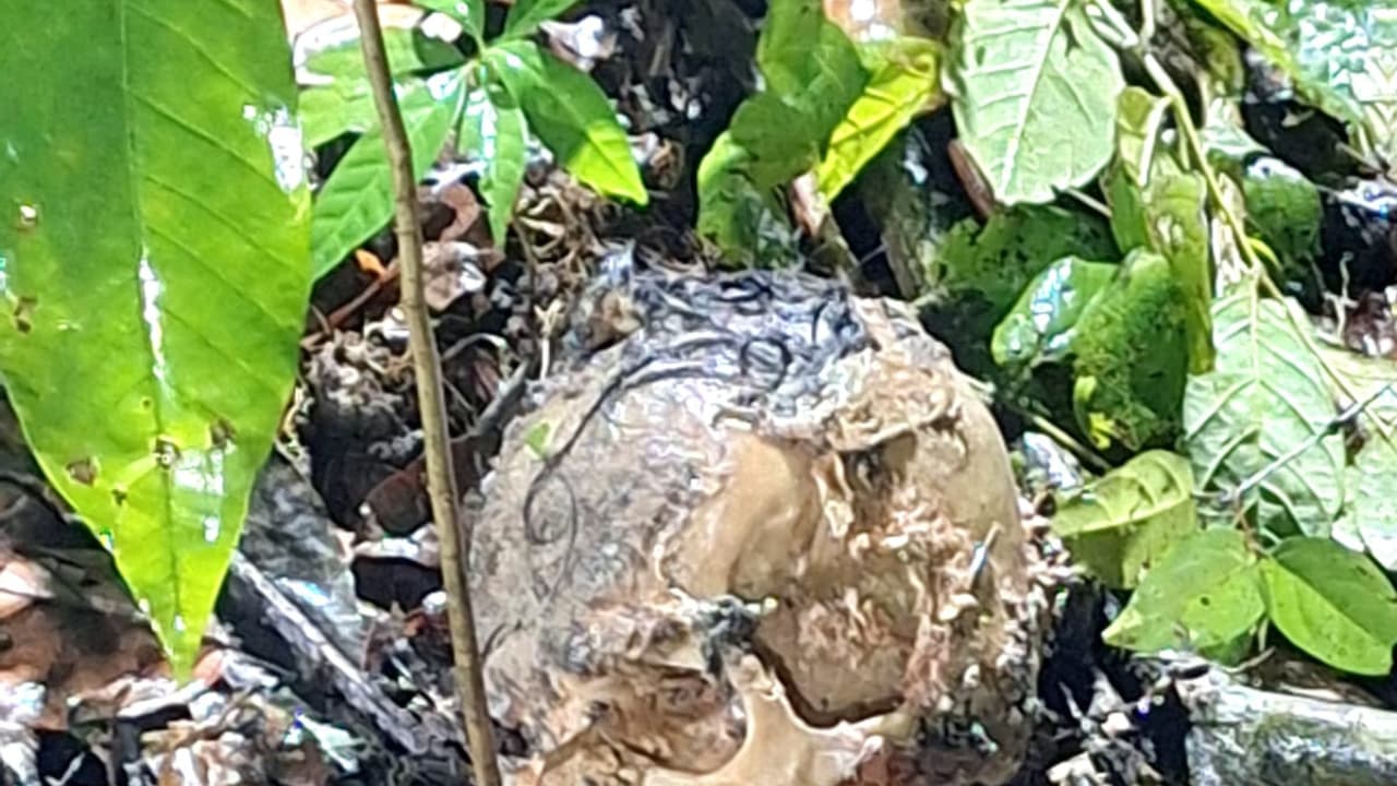 Human Skull And Bones Discovered In Alappuzha Rubber Plantation Human Skull And Bones Discovered In Alappuzha Rubber Plantation