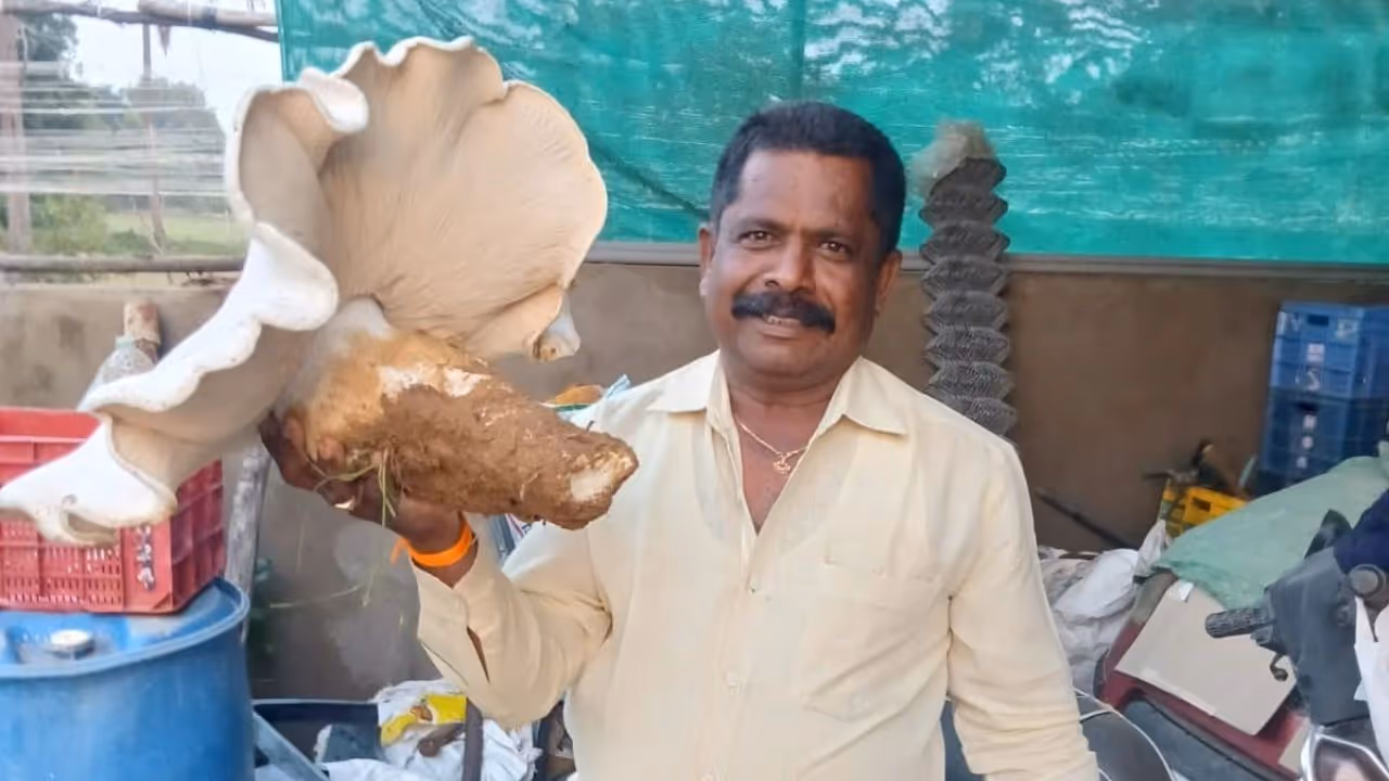 Giant mushrooms weighing around 5 kg found in a field in Kolar, Karnataka Giant mushrooms weighing around 5 kg found in a field in Kolar, Karnataka