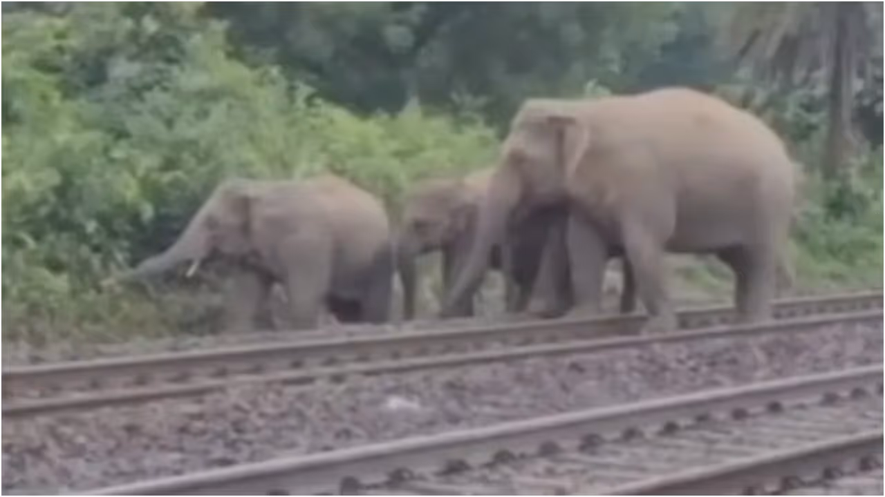 elephants herd hit by train