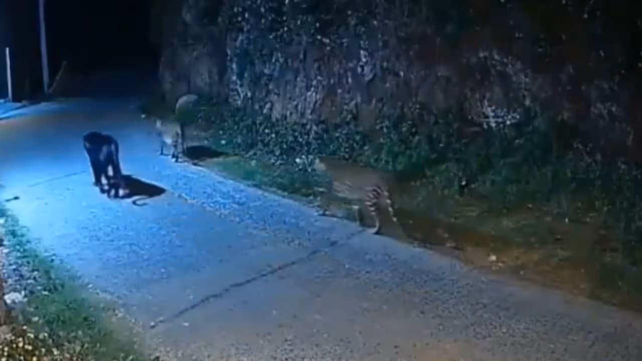 black panther , leopards black panther , leopards