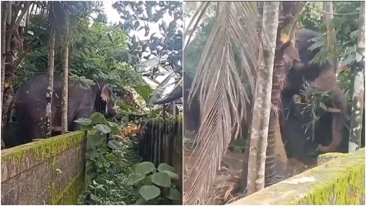 Elephant attack Elephant attack