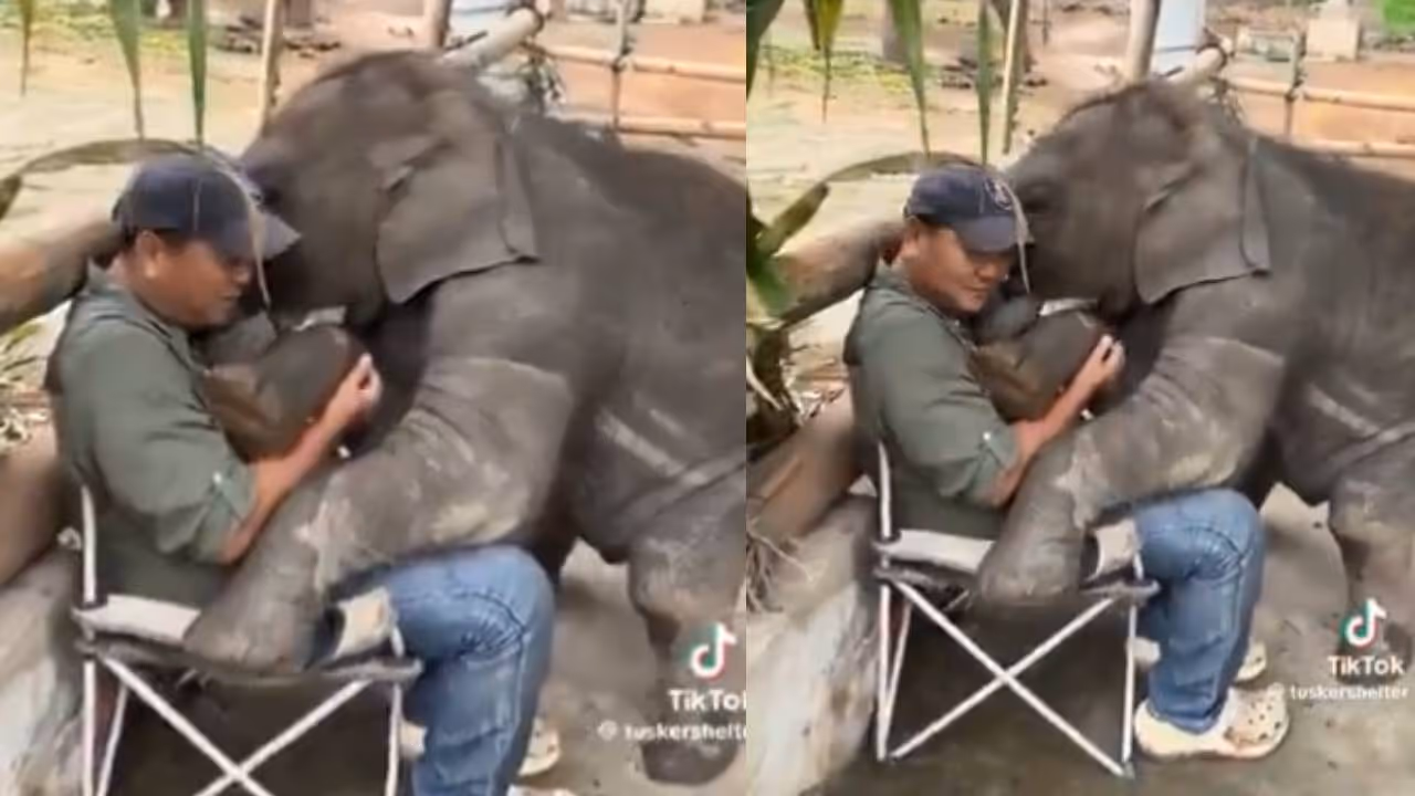 baby elephant baby elephant