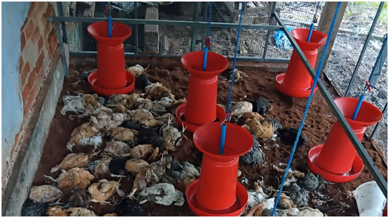 chicken killed by stray dogs chicken killed by stray dogs