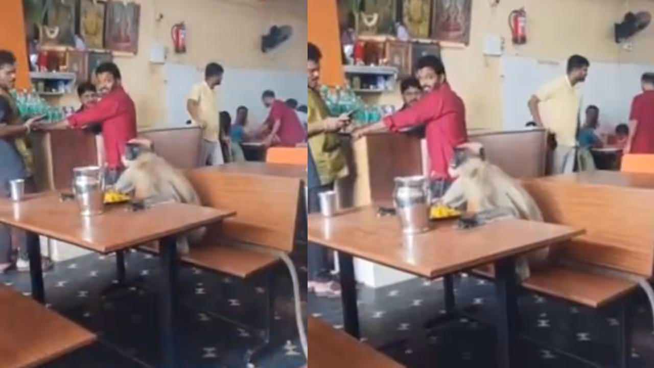 viral video viral video