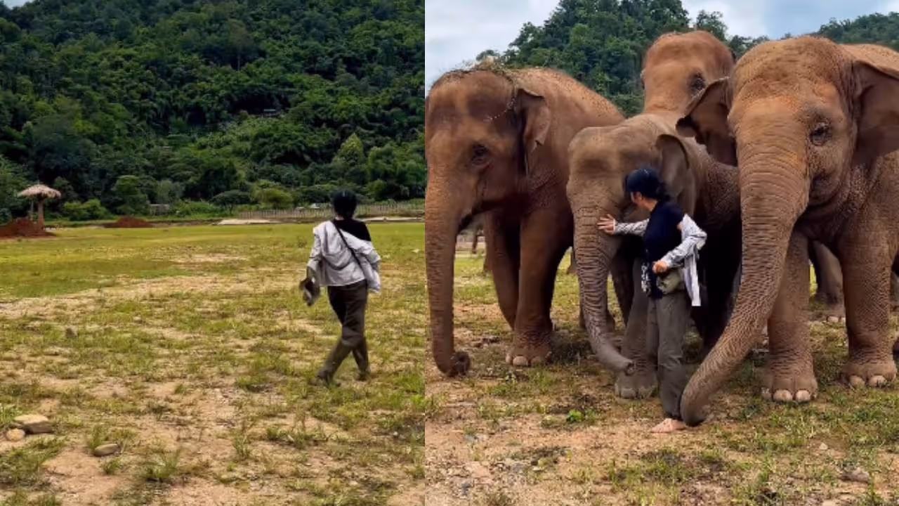 viral video viral video