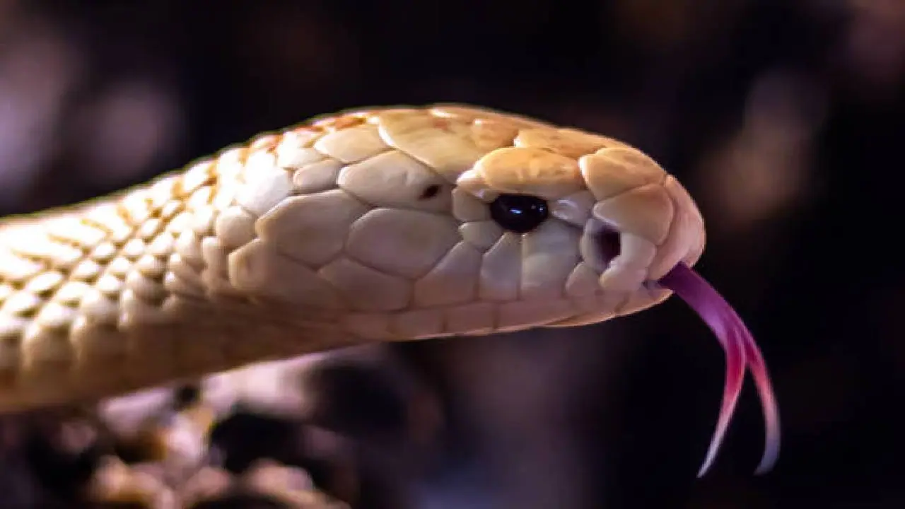 Bhojpur snakebite incident Bhojpur snakebite incident