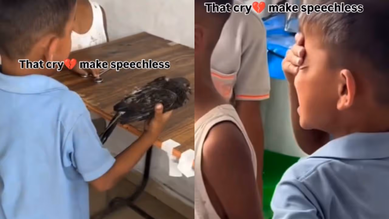 viral video viral video