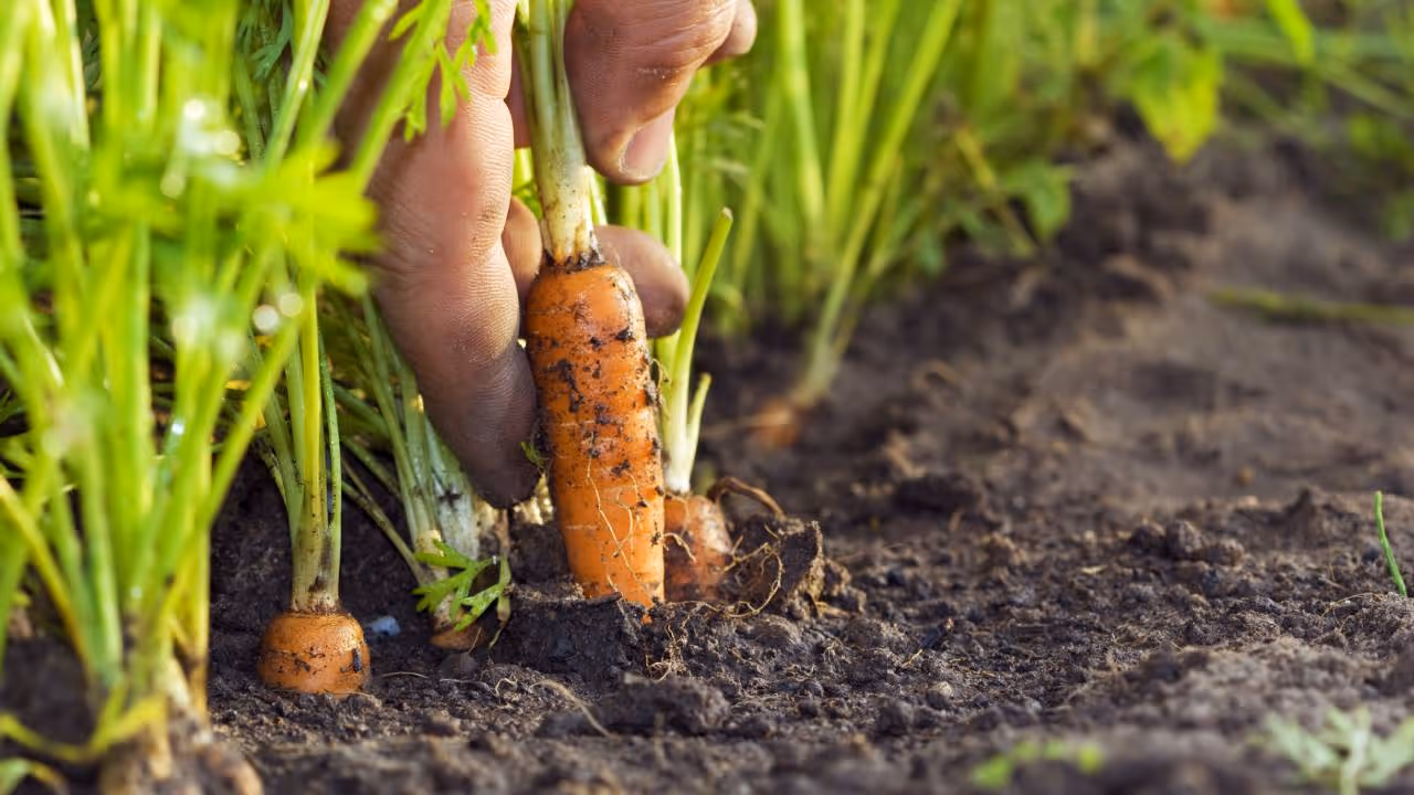 carrot 