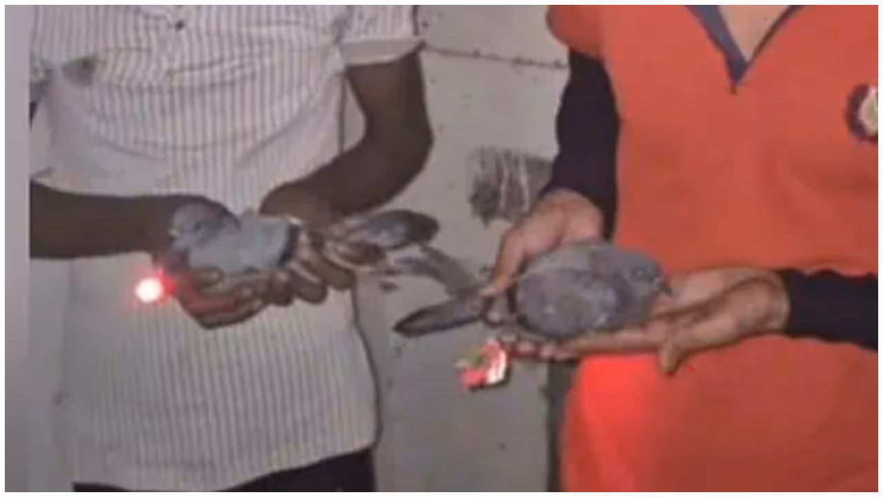 pigeon fraud