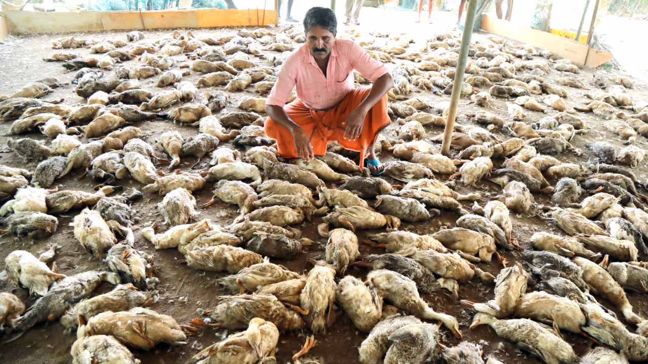 Stray dogs killed ducks Stray dogs killed ducks