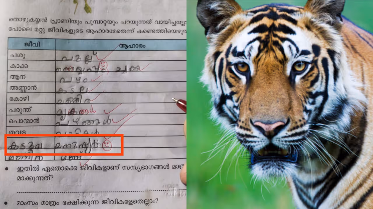 tiger attack wayanad 