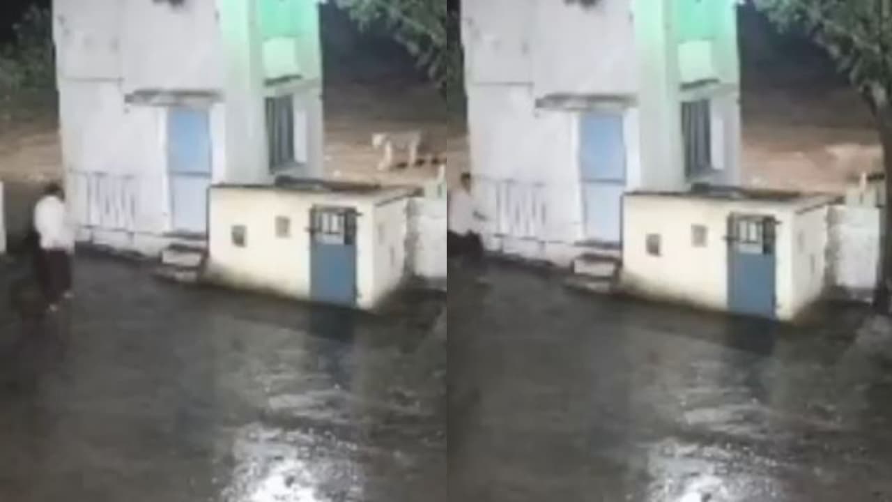 lion chase lion chase