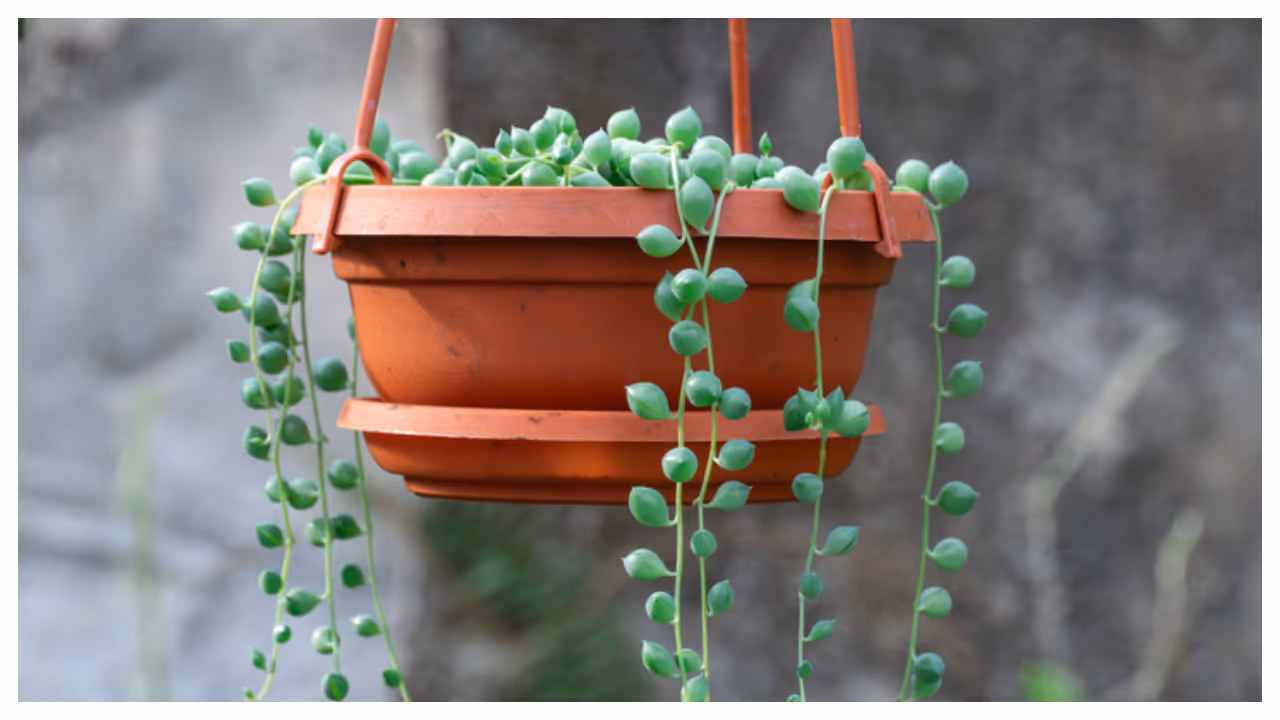 String of Pearls String of Pearls