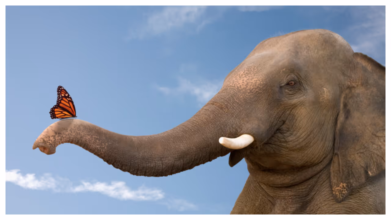 elephant