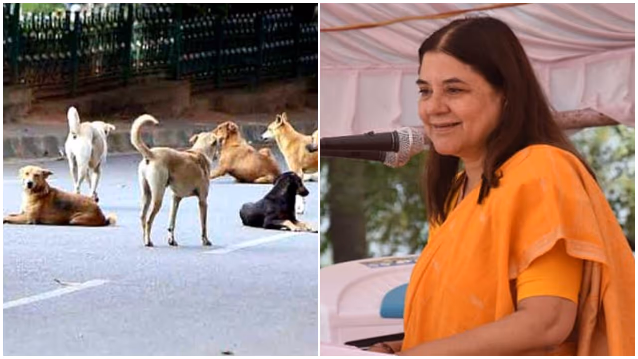 Maneka Gandhi against moving stray dogs to shelters