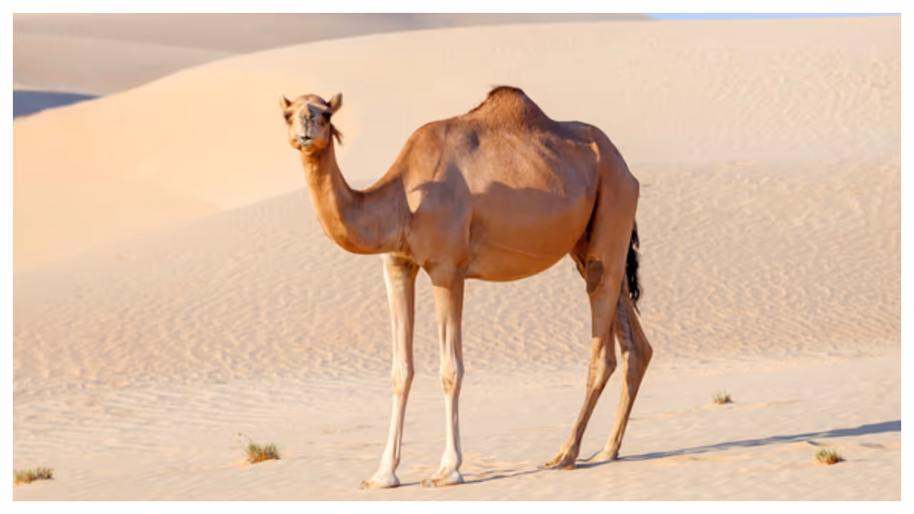 Camel