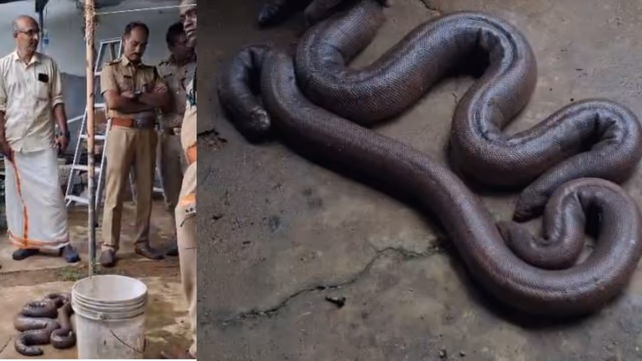 blind snake blind snake