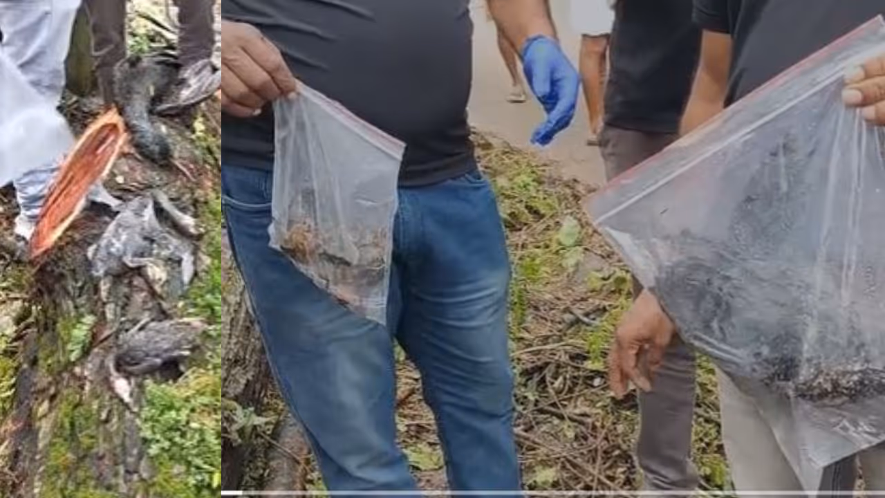 Cormorant birds Cormorant birds