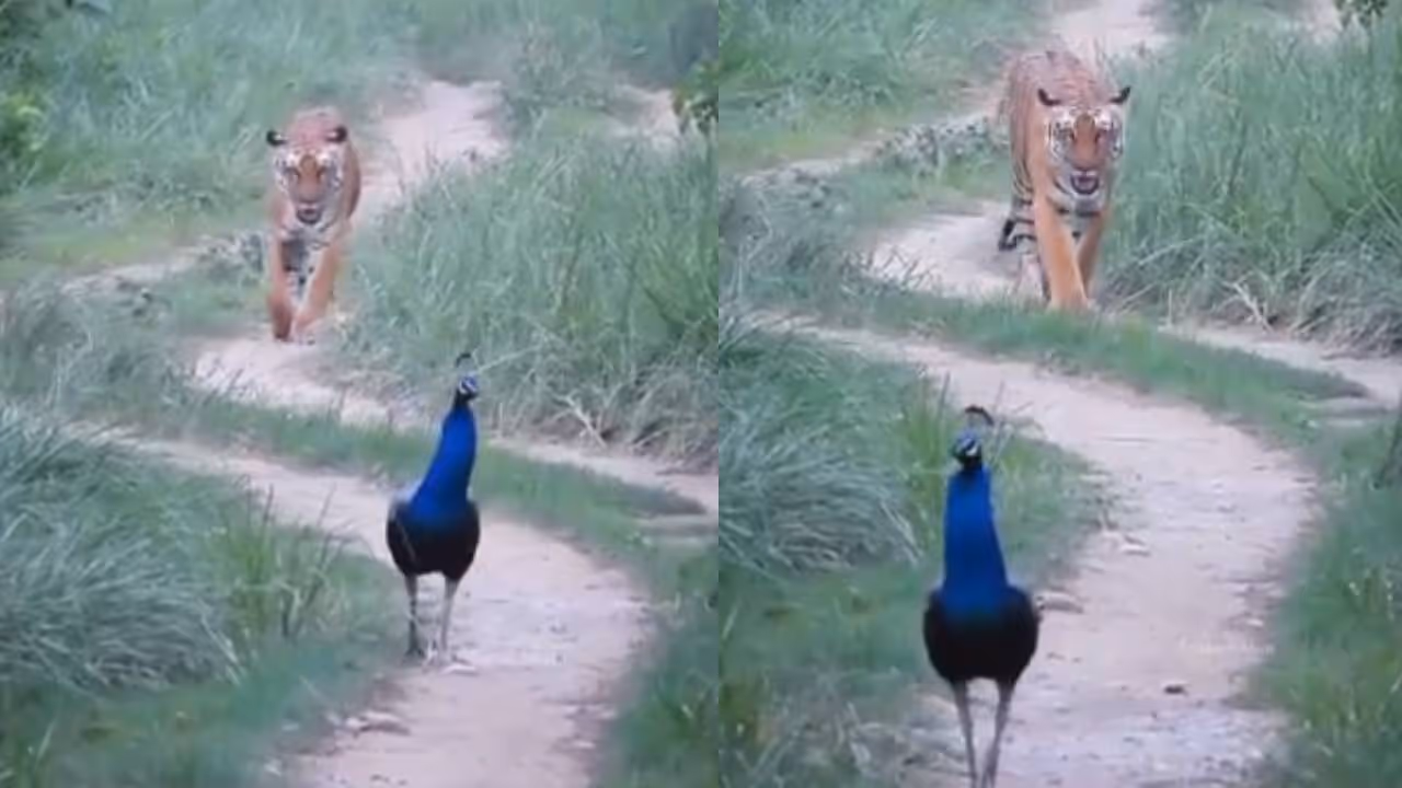 viral video viral video