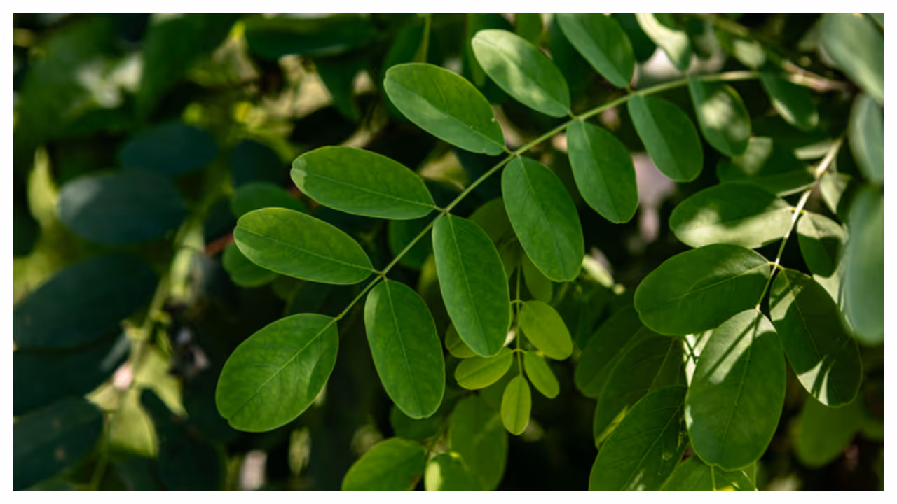 Drumstick Leaves Drumstick Leaves