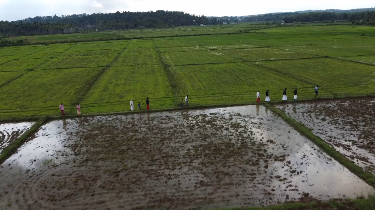 paddy field paddy field