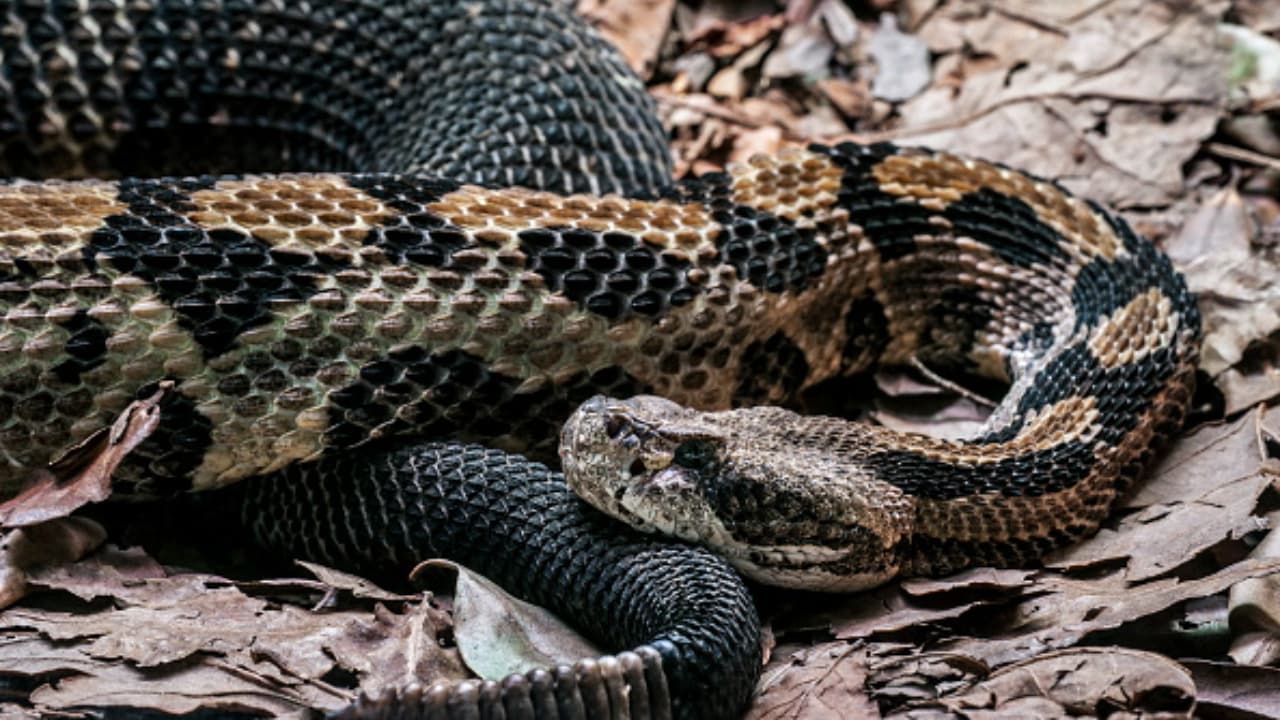 Timber rattlesnake