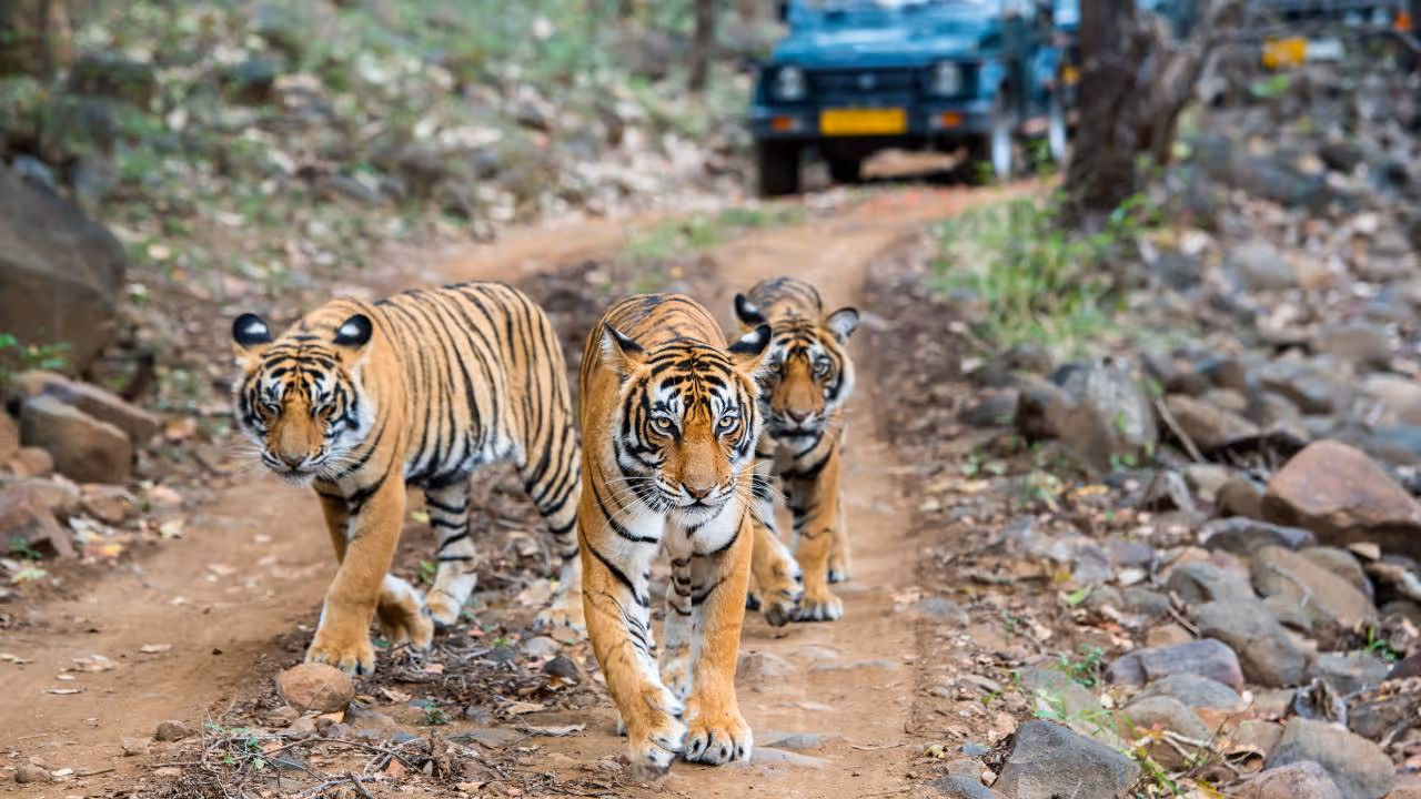 Ranthambore National Park