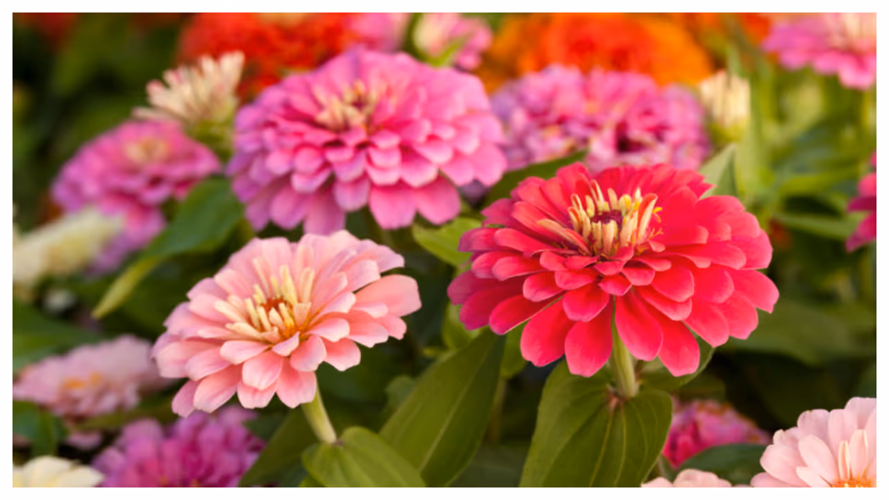 Zinnia