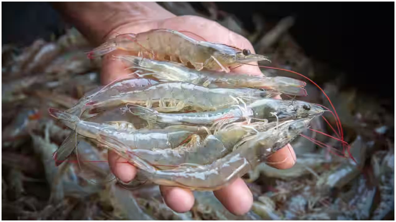 Chemmeen exports Chemmeen exports