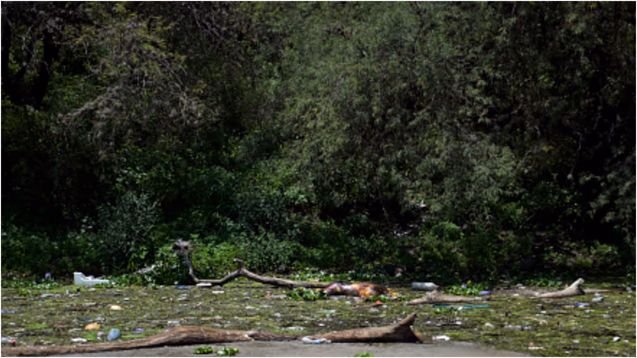 forest survival forest survival