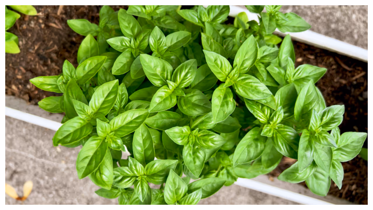 Basil