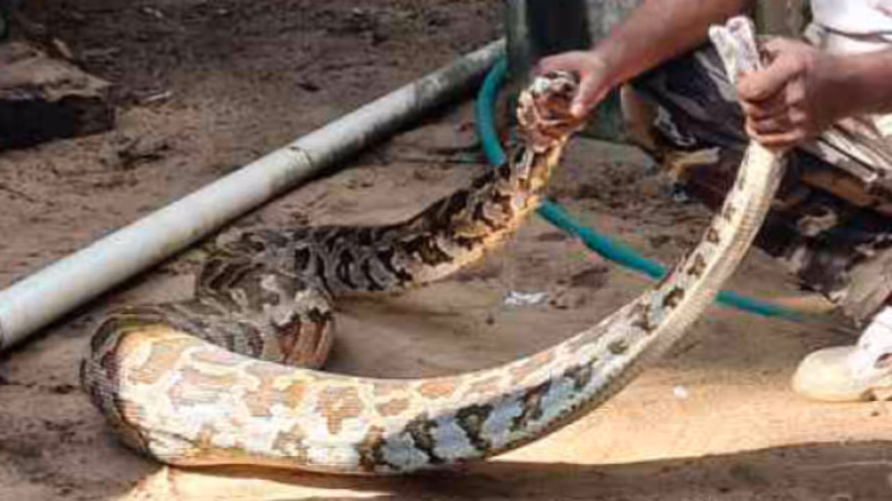 python rescue malappuram