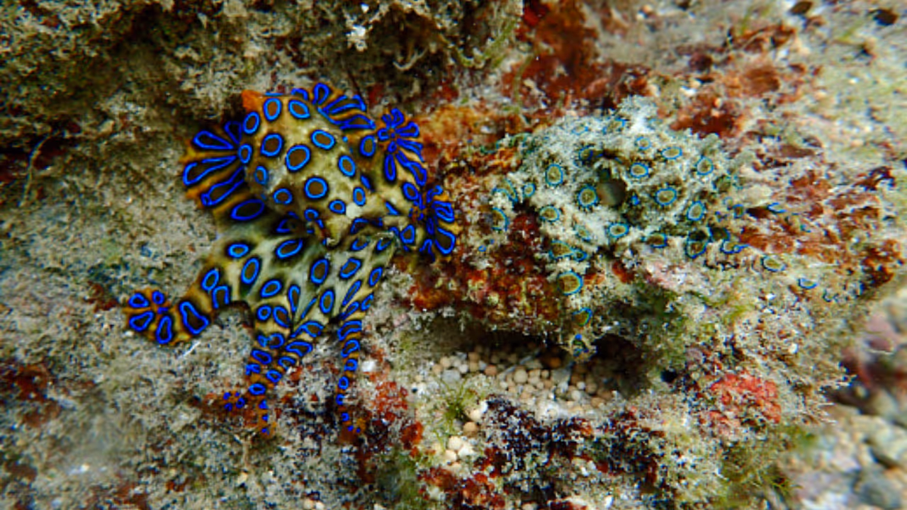 blue ringed octopus blue ringed octopus