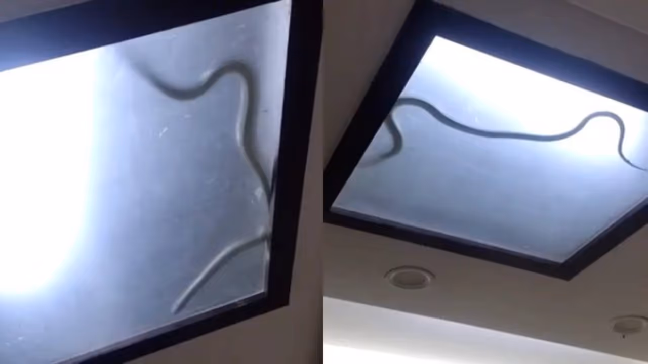 Cobra found in false ceiling