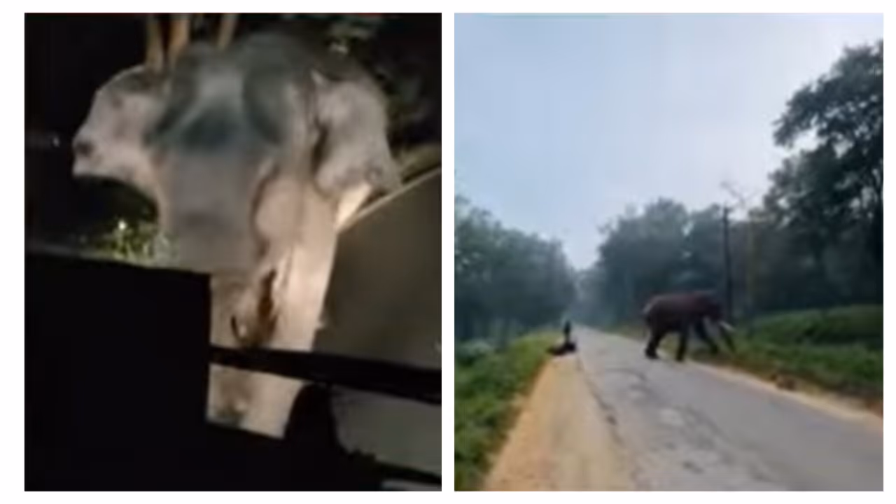 allowing killing of violent animals