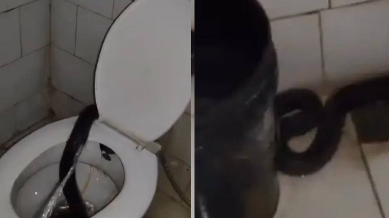 cobra in toilet closet of hostel